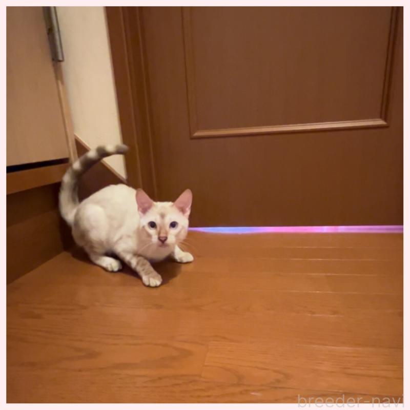 成約済の群馬県のベンガル-124772の2枚目