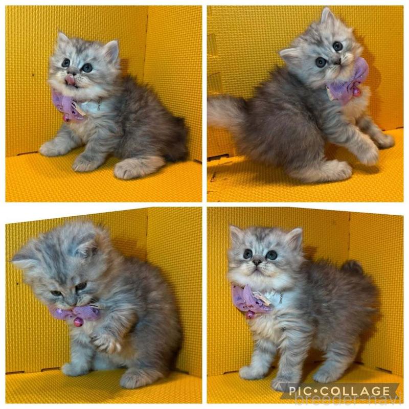 販売中の神奈川県のミヌエット-130457