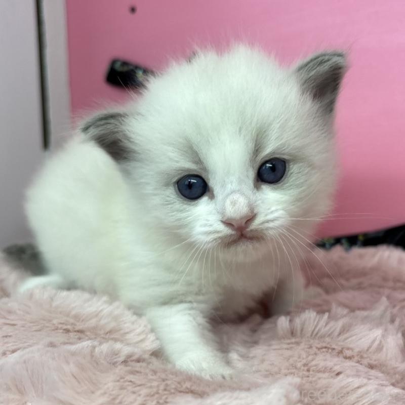 販売中の愛知県のラグドール-130458