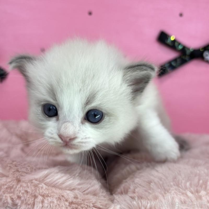 販売中の愛知県のラグドール-130458の3枚目