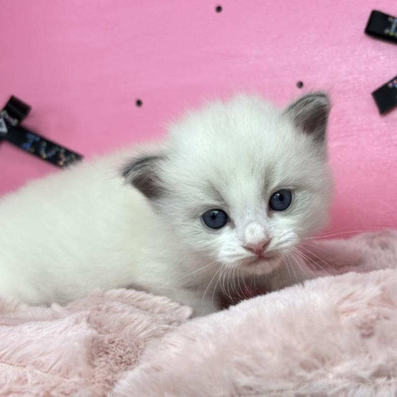 販売中の愛知県のラグドール-130458の4枚目