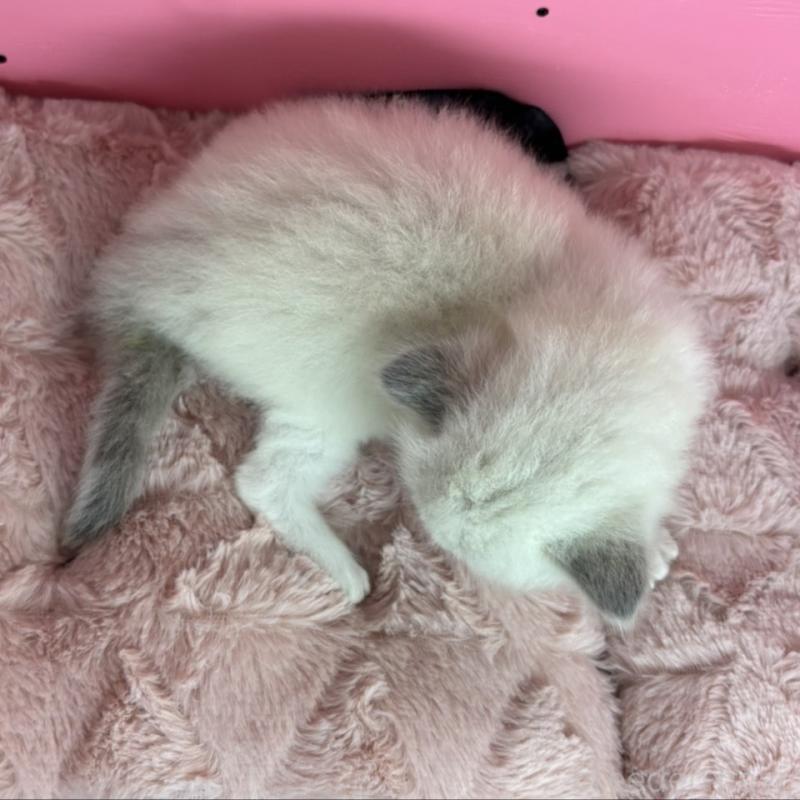 販売中の愛知県のラグドール-130458の2枚目