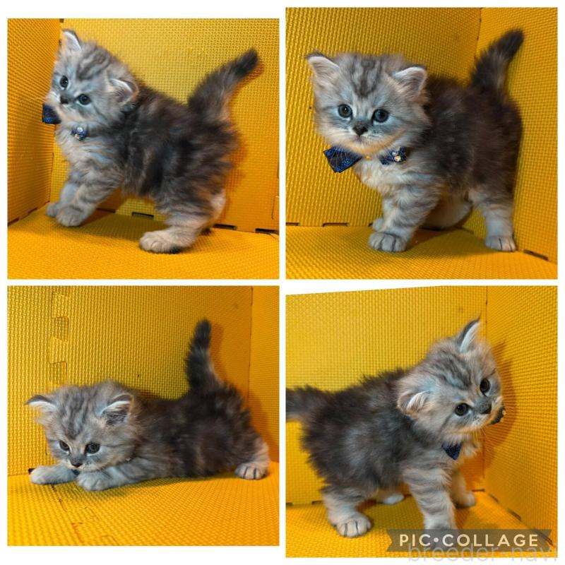 販売中の神奈川県のミヌエット-130459