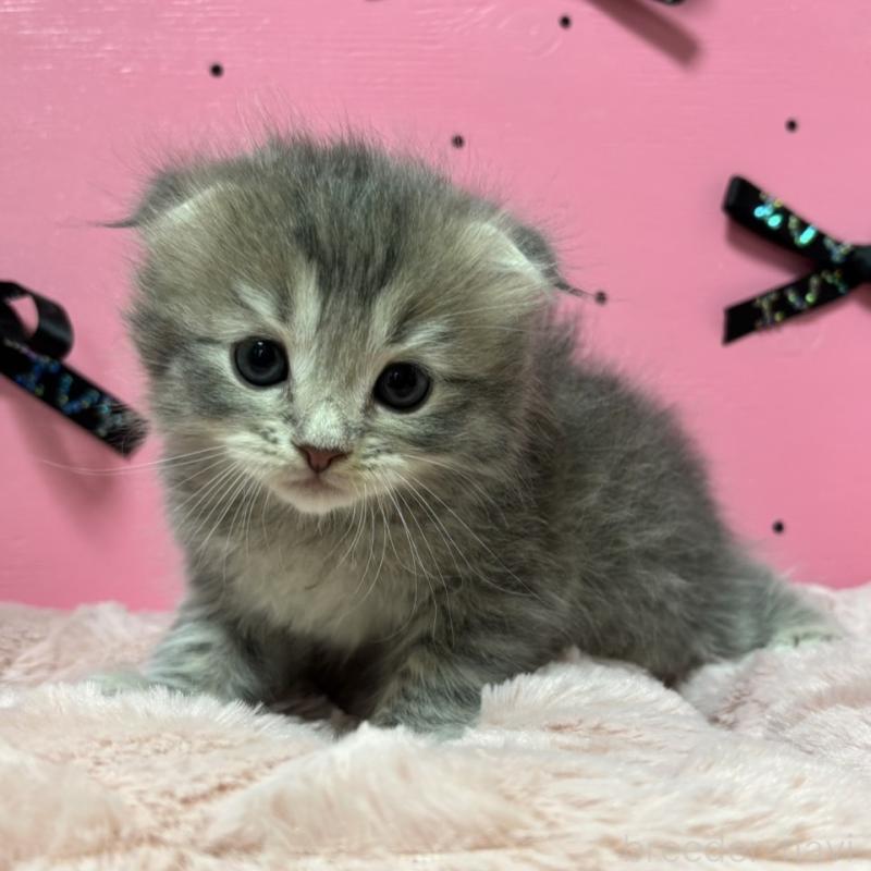 販売中の愛知県のスコティッシュフォールド-130460