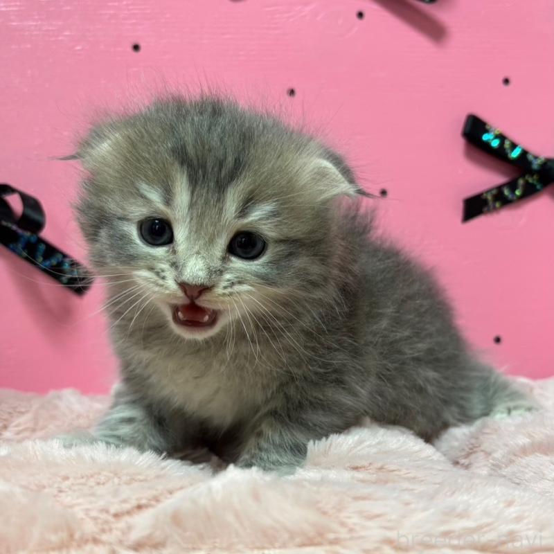 販売中の愛知県のスコティッシュフォールド-130460の5枚目