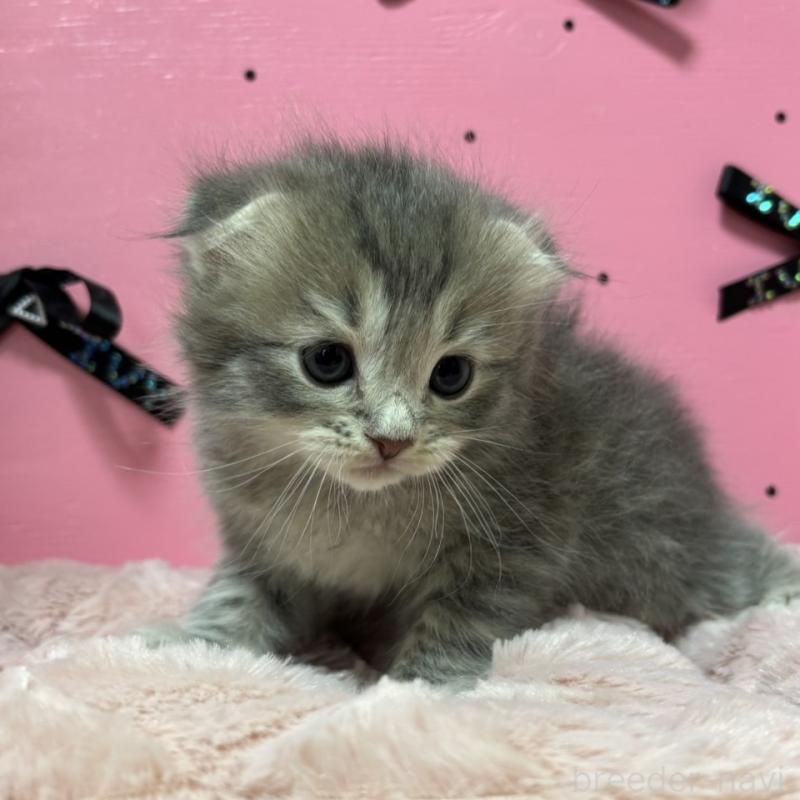 販売中の愛知県のスコティッシュフォールド-130460の4枚目