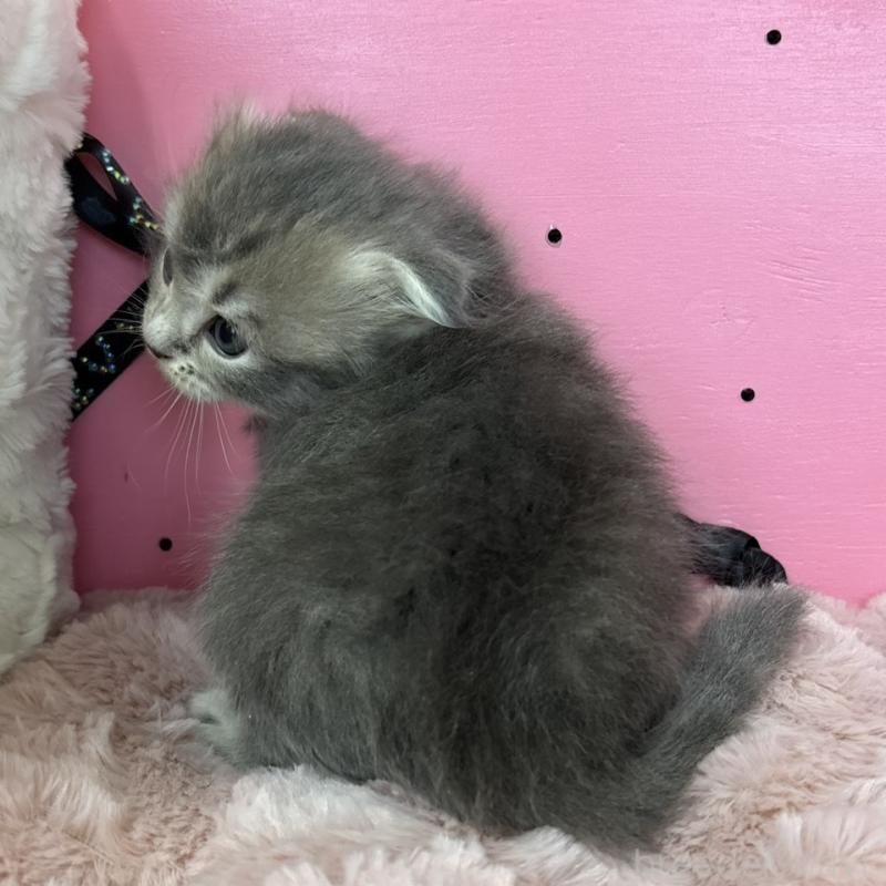 販売中の愛知県のスコティッシュフォールド-130460の3枚目