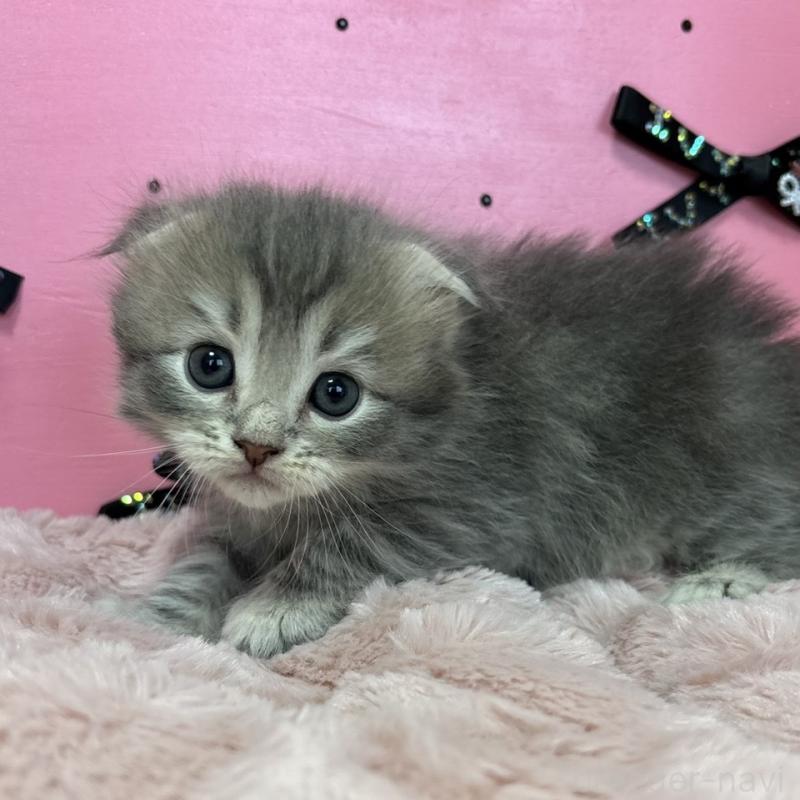 販売中の愛知県のスコティッシュフォールド-130460の2枚目