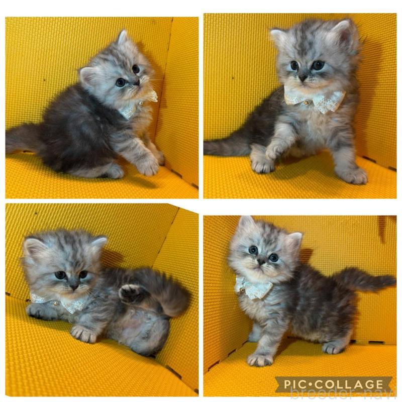 販売中の神奈川県のミヌエット-130461の1枚目