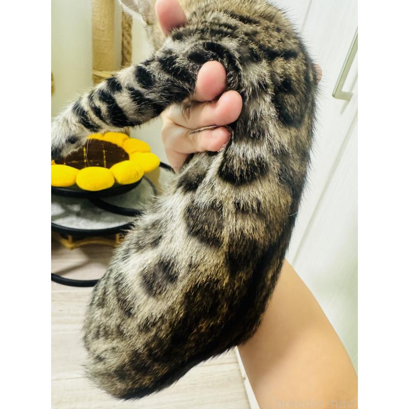 販売中の千葉県のベンガル-130463の5枚目