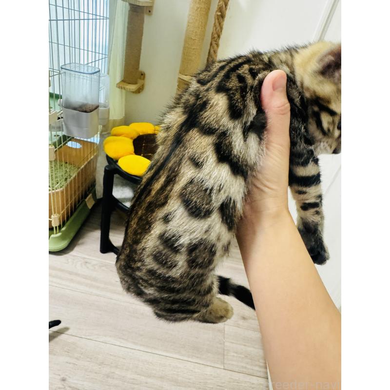 販売中の千葉県のベンガル-130463の4枚目