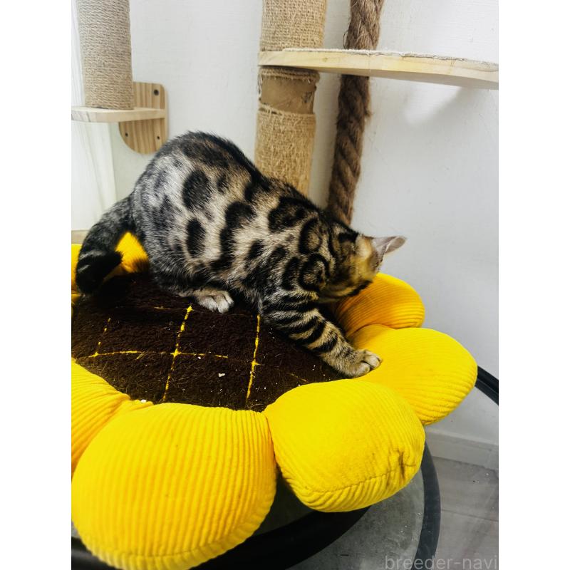 販売中の千葉県のベンガル-130463の3枚目