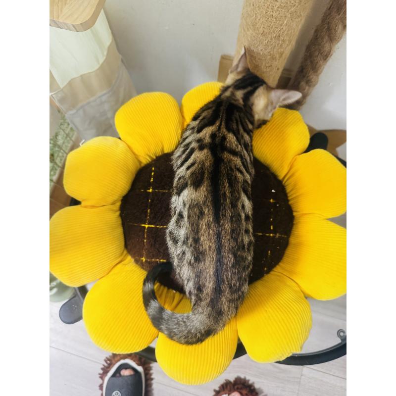 販売中の千葉県のベンガル-130463の2枚目