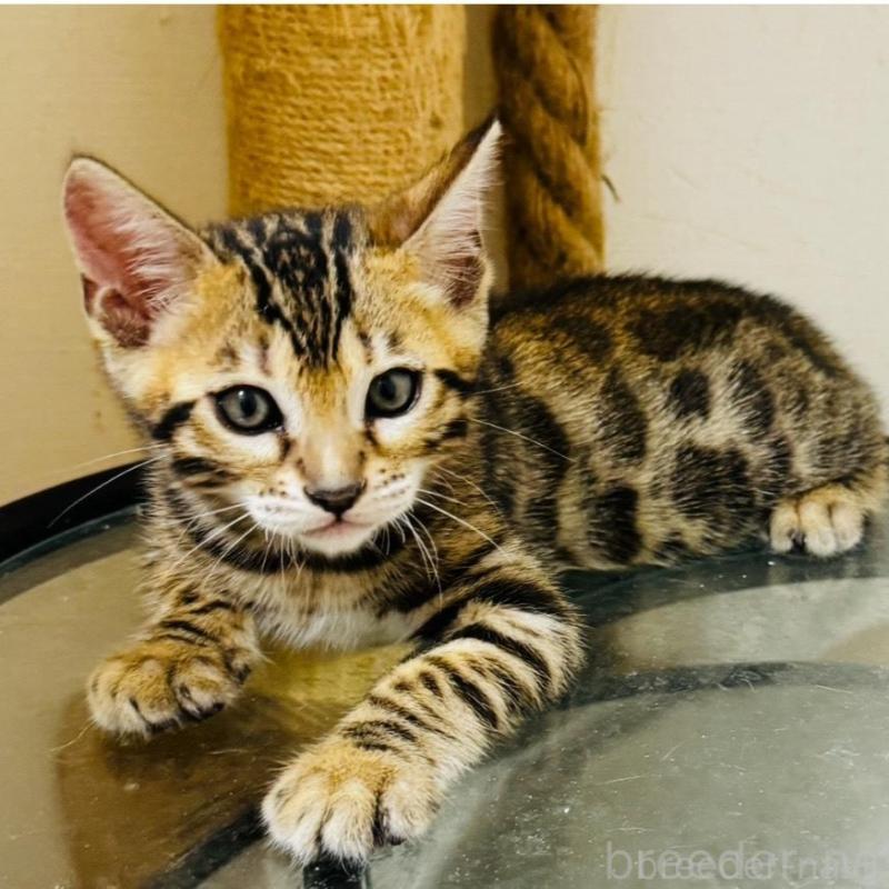 販売中の千葉県のベンガル-130463