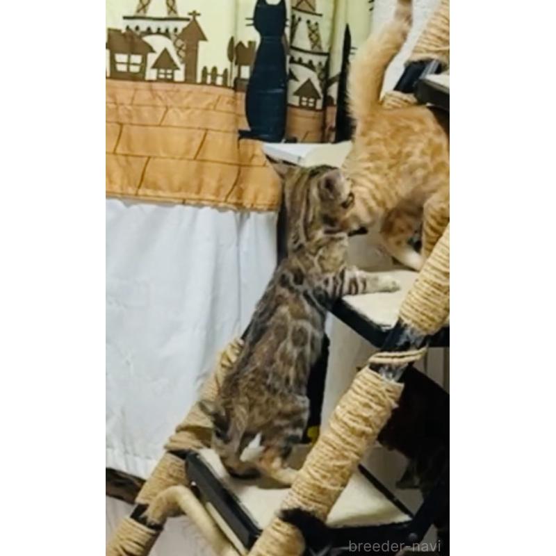 販売中の千葉県のベンガル-130464の3枚目