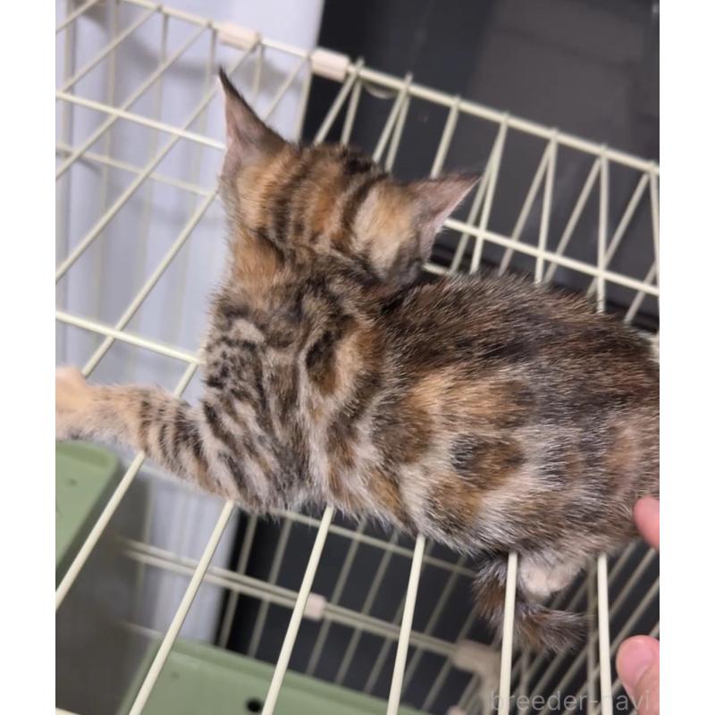 販売中の千葉県のベンガル-130464の2枚目