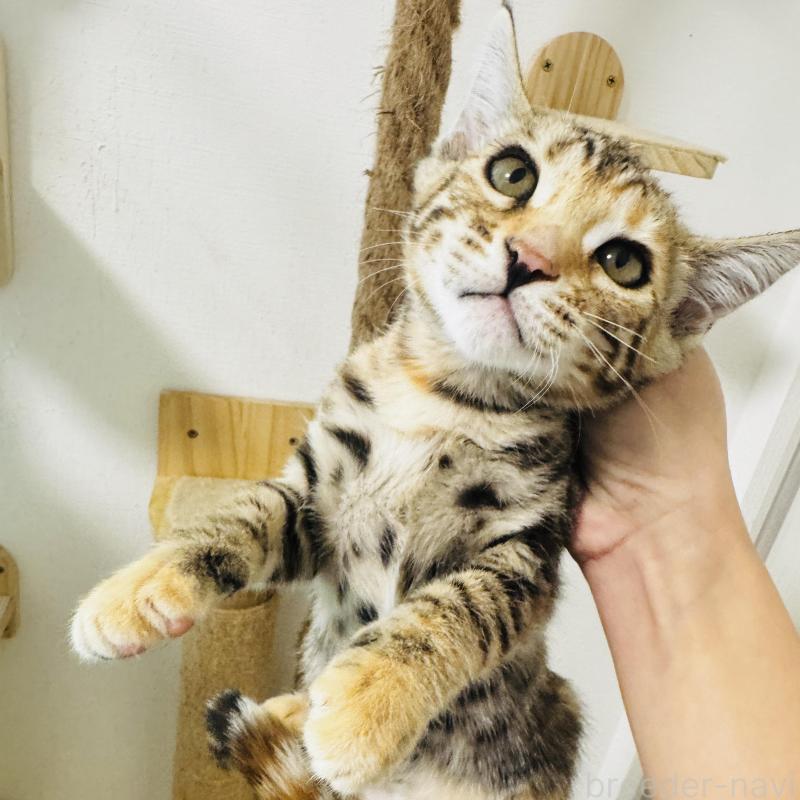 販売中の千葉県のベンガル-130464