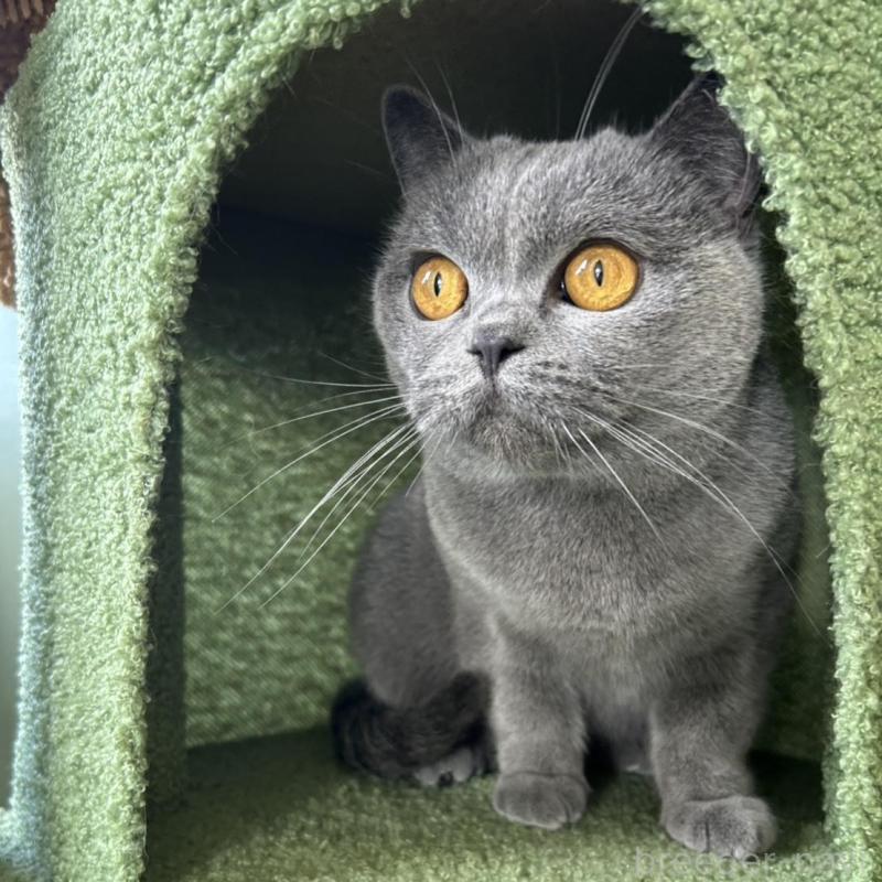 販売中の長野県のブリティッシュショートヘア-130465