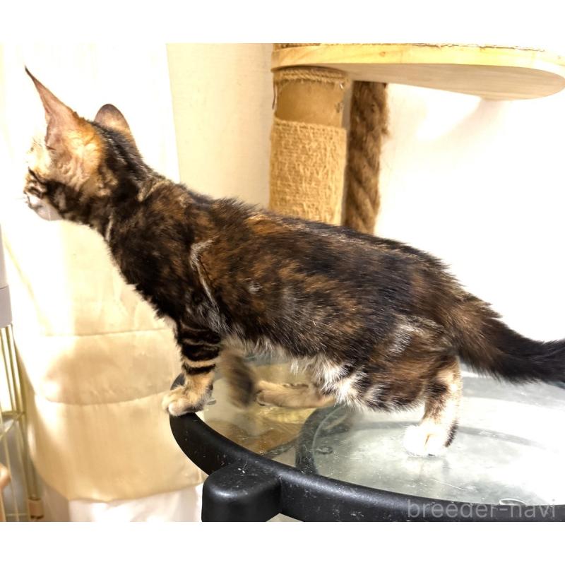 販売中の千葉県のベンガル-130466の3枚目