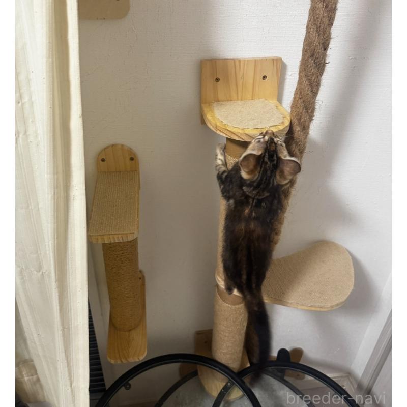 販売中の千葉県のベンガル-130466の4枚目