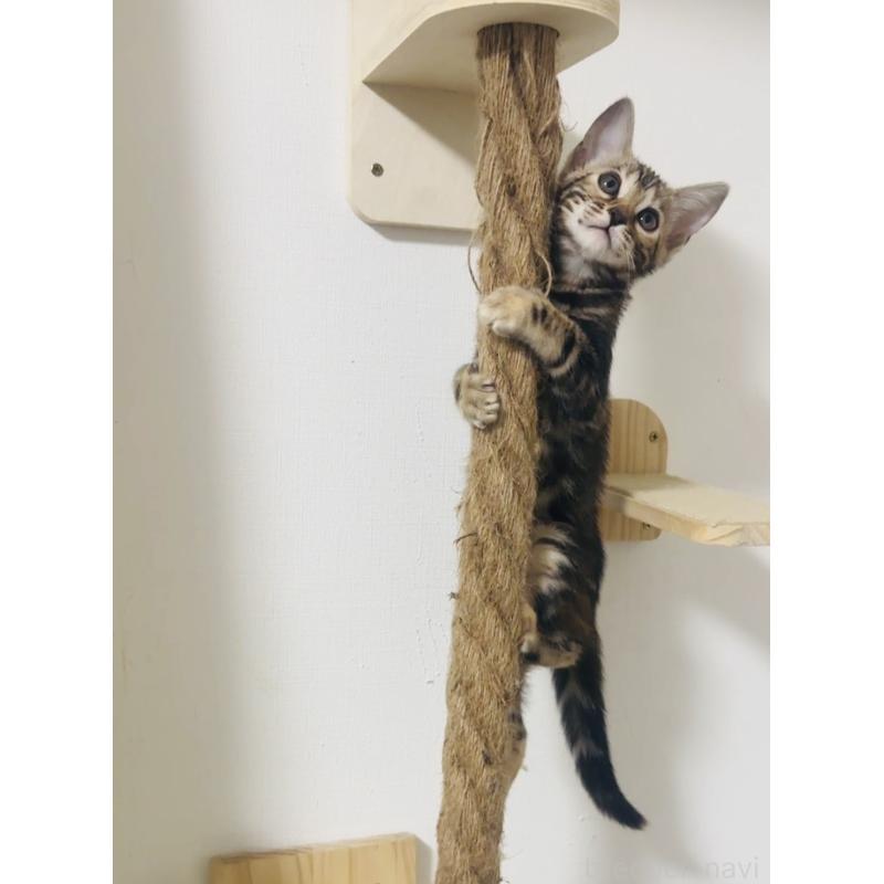 販売中の千葉県のベンガル-130466の2枚目