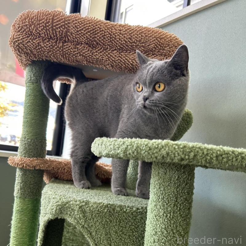 販売中の長野県のブリティッシュショートヘア-130465の3枚目