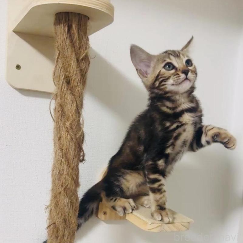 販売中の千葉県のベンガル-130466の1枚目