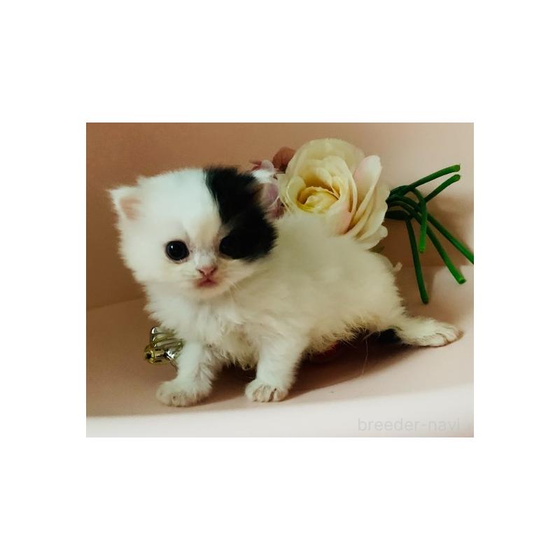 販売中の茨城県のスコティッシュフォールド-130468の5枚目