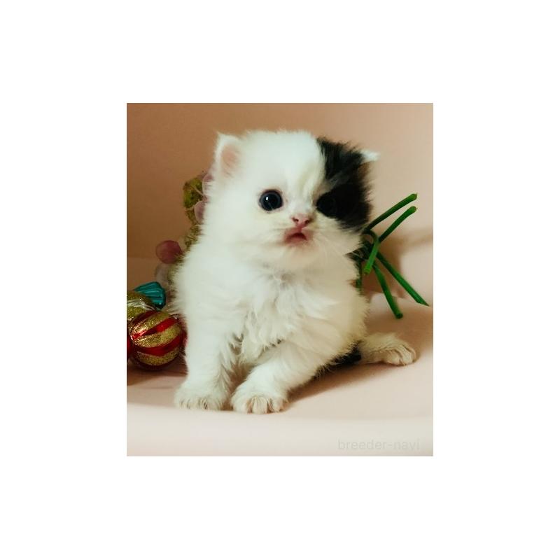 販売中の茨城県のスコティッシュフォールド-130468の4枚目