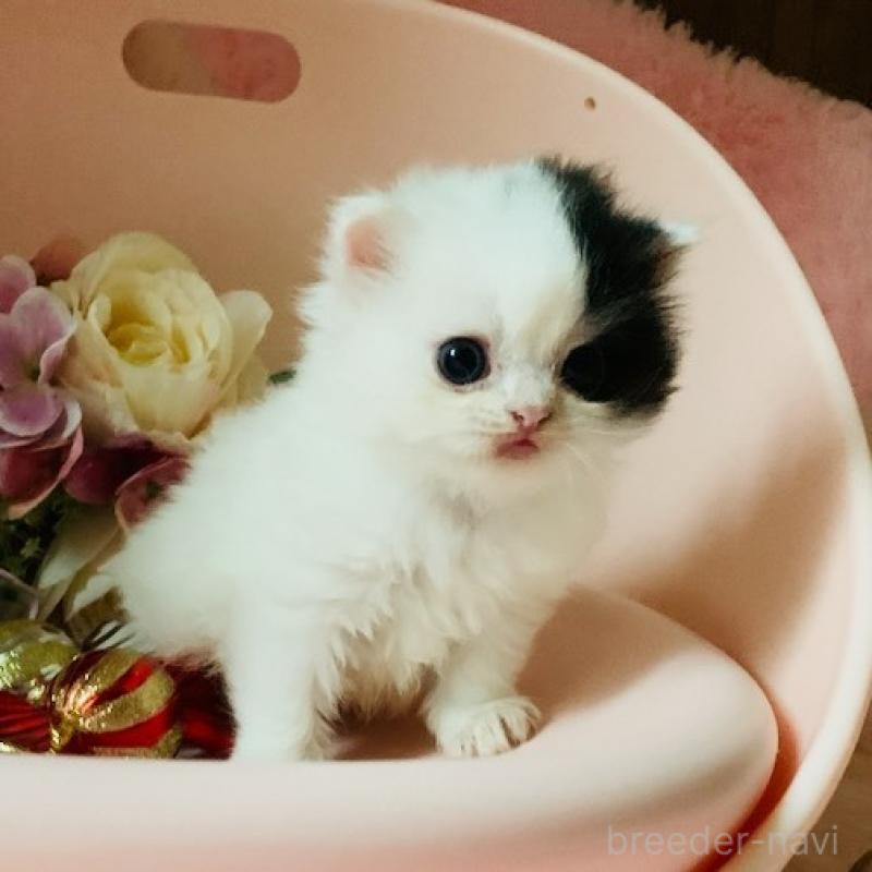 販売中の茨城県のスコティッシュフォールド-130468の3枚目