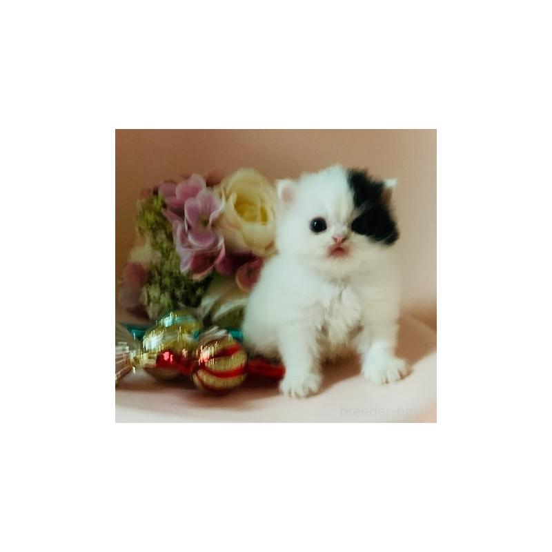 販売中の茨城県のスコティッシュフォールド-130468の2枚目