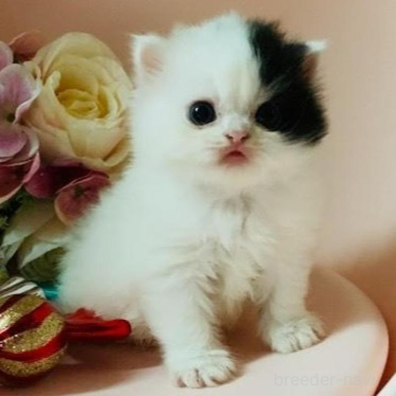 販売中の茨城県のスコティッシュフォールド-130468