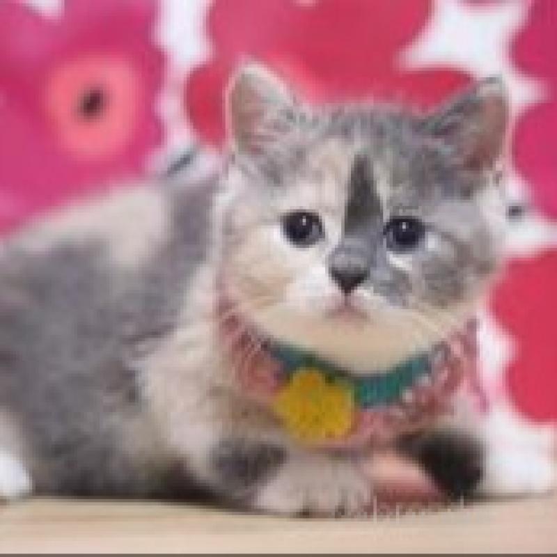 販売中の東京都のスコティッシュストレート-130467