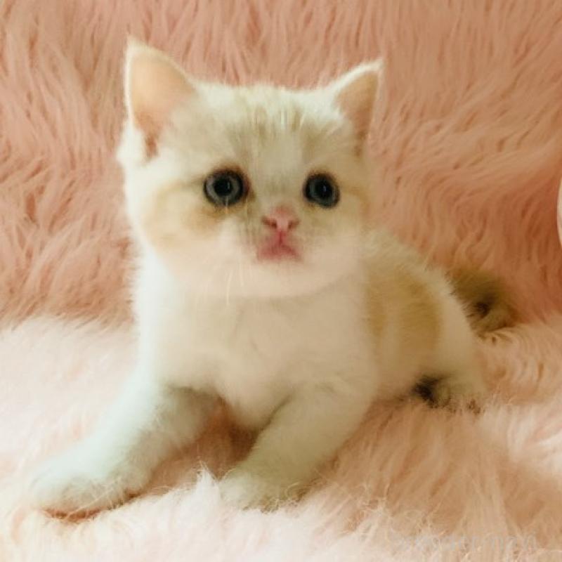 販売中の茨城県のスコティッシュフォールド-130469の6枚目