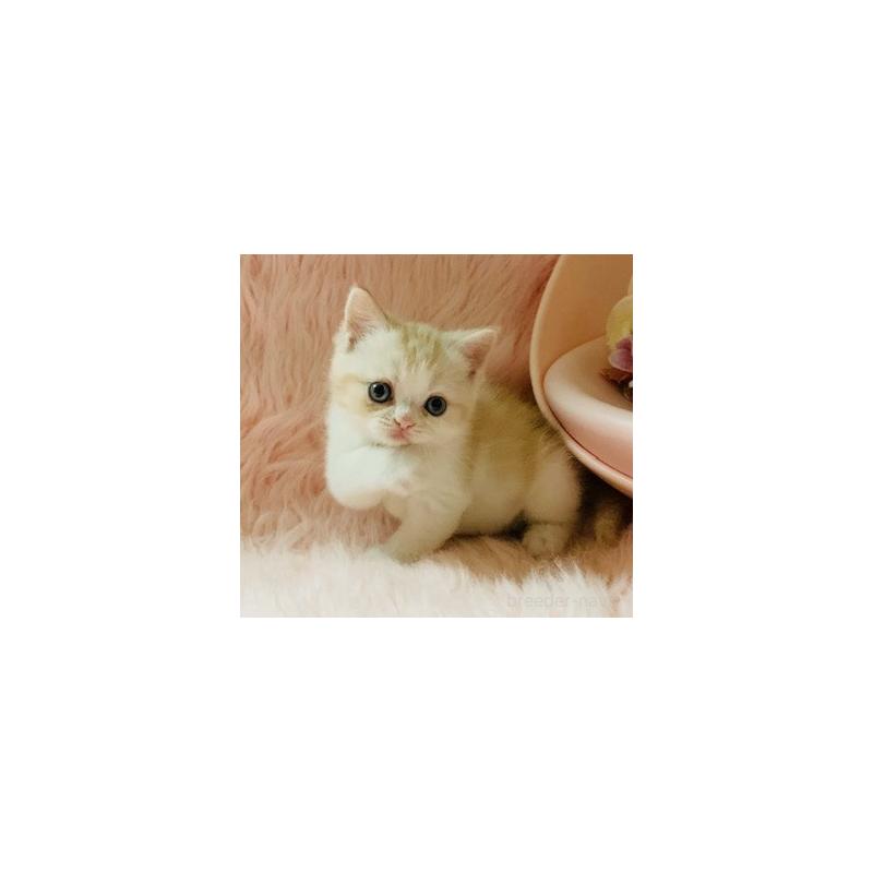 販売中の茨城県のスコティッシュフォールド-130469の2枚目