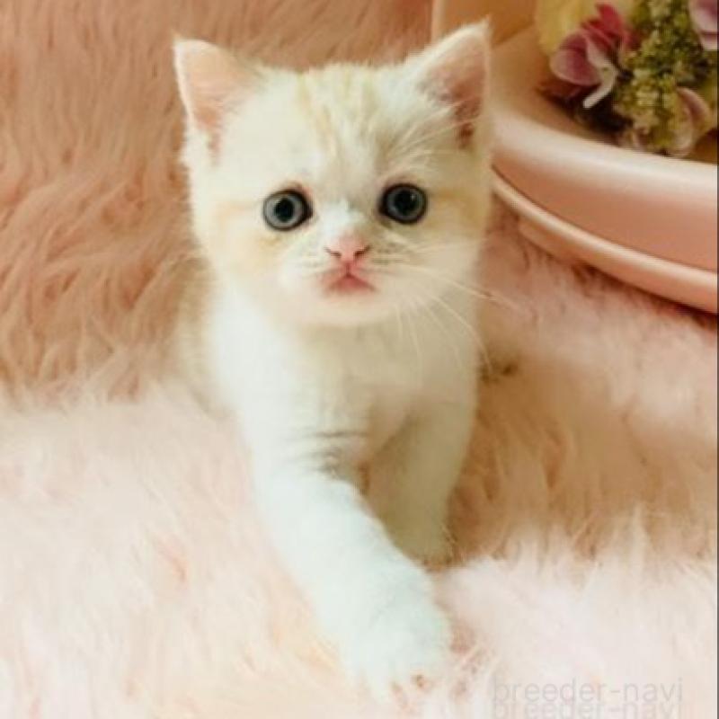 販売中の茨城県のスコティッシュフォールド-130469の1枚目