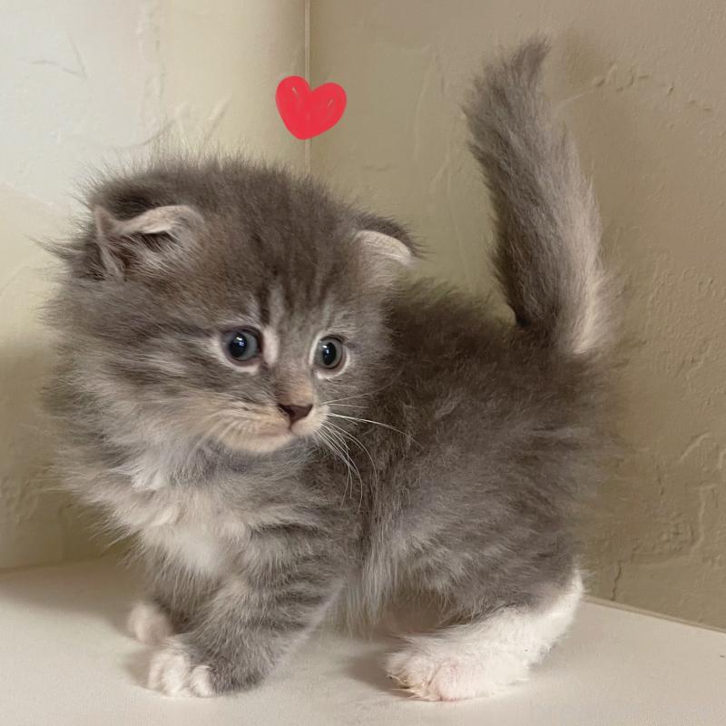 販売中の東京都のスコティッシュフォールド(折れ耳)-130470の6枚目