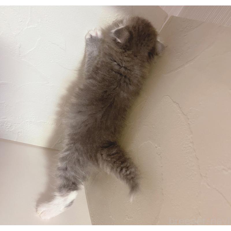 販売中の東京都のスコティッシュフォールド(折れ耳)-130470の5枚目