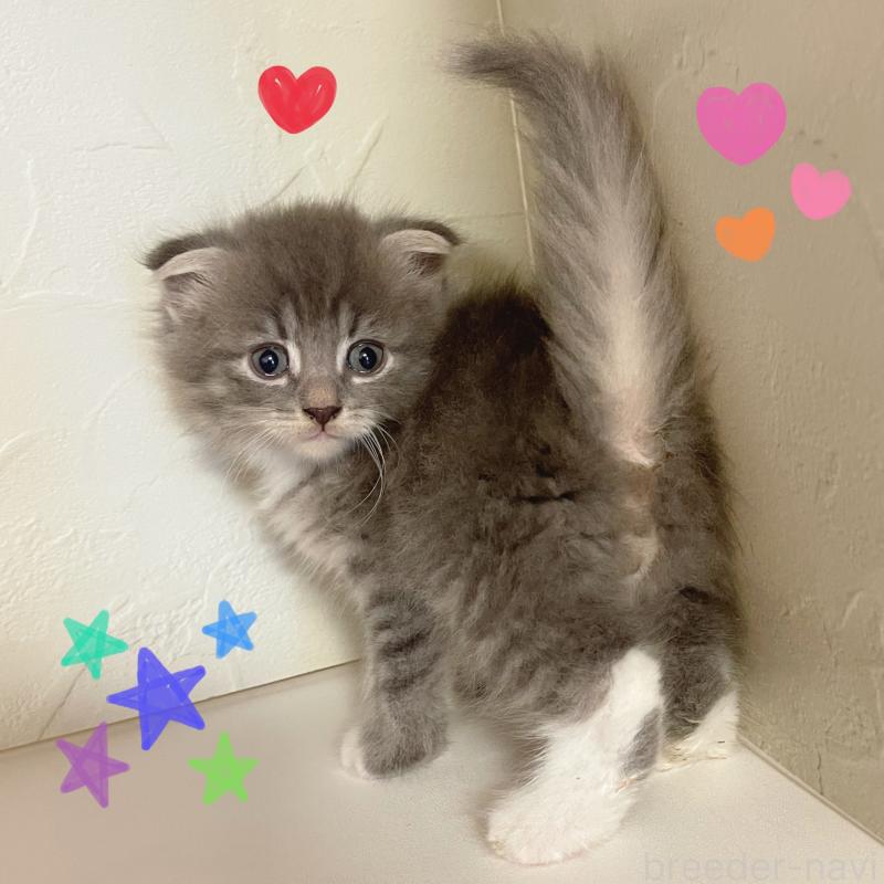 販売中の東京都のスコティッシュフォールド(折れ耳)-130470の4枚目