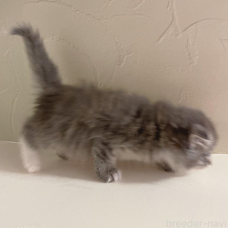 販売中の東京都のスコティッシュフォールド(折れ耳)-130470の3枚目