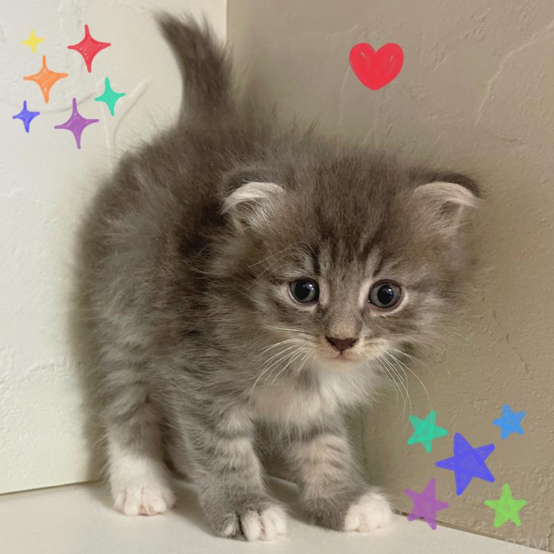 販売中の東京都のスコティッシュフォールド(折れ耳)-130470の2枚目