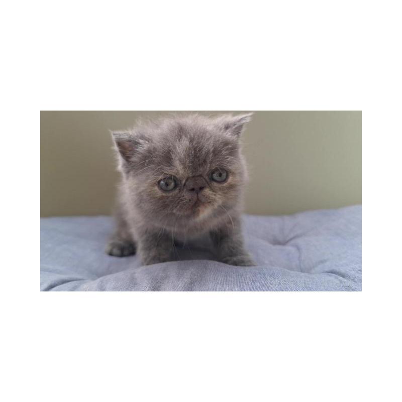 販売中の岐阜県のエキゾチックショートヘア-130471の6枚目