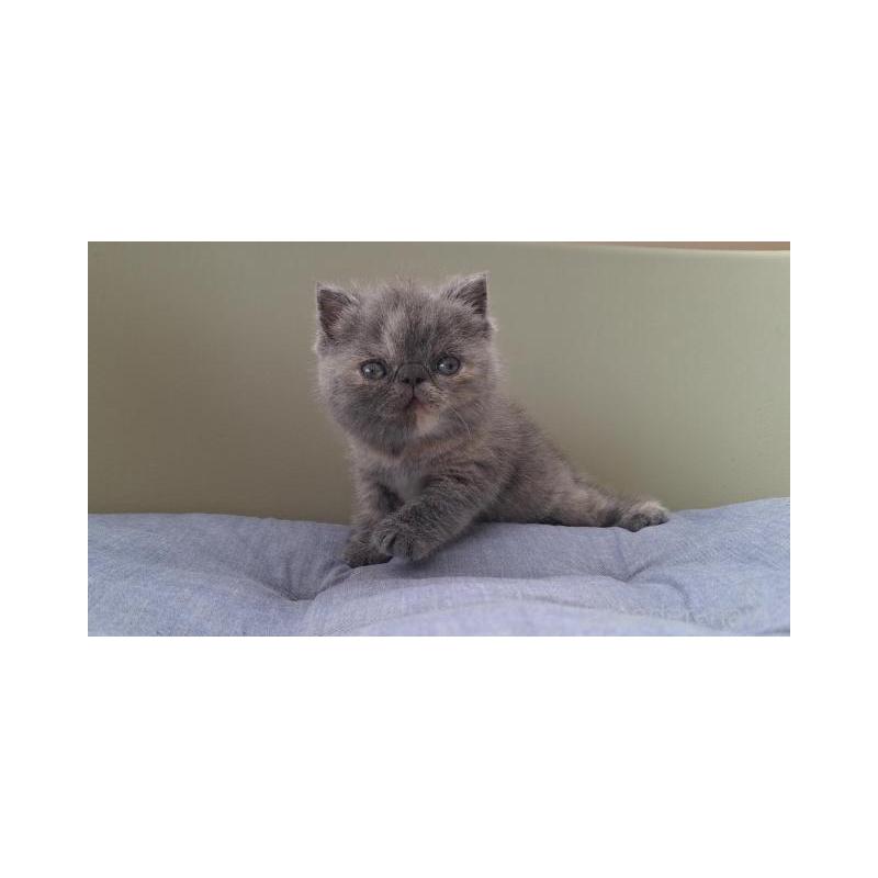 販売中の岐阜県のエキゾチックショートヘア-130471の3枚目