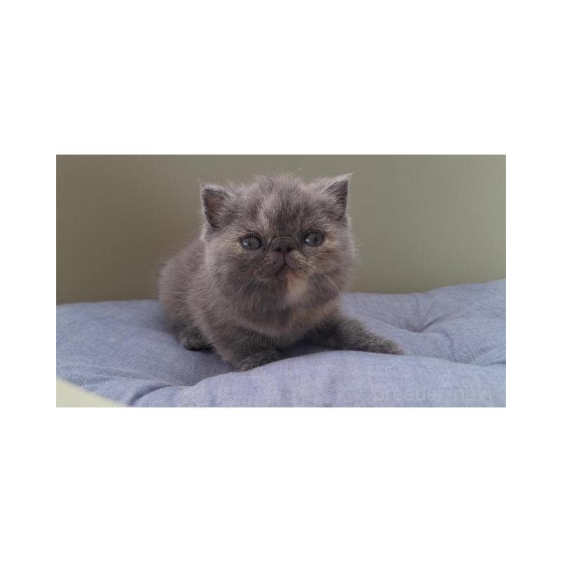 販売中の岐阜県のエキゾチックショートヘア-130471の4枚目