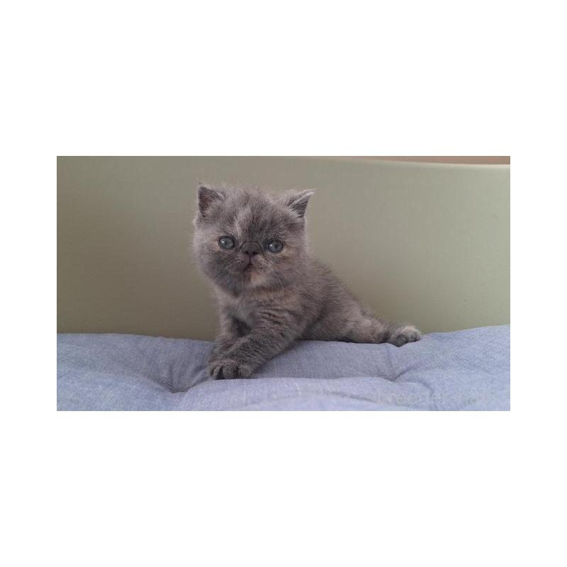 販売中の岐阜県のエキゾチックショートヘア-130471の5枚目