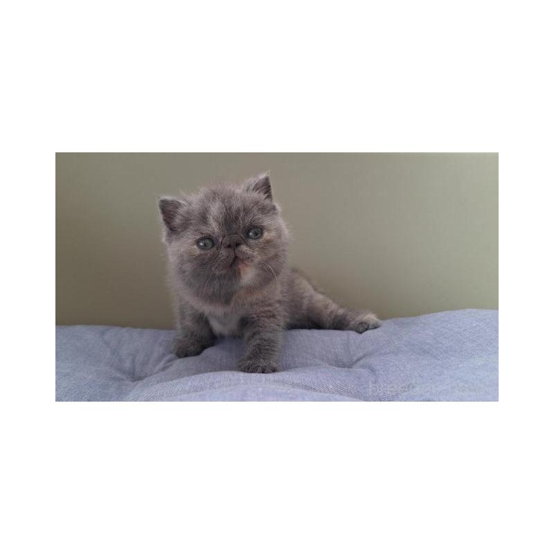 販売中の岐阜県のエキゾチックショートヘア-130471の2枚目