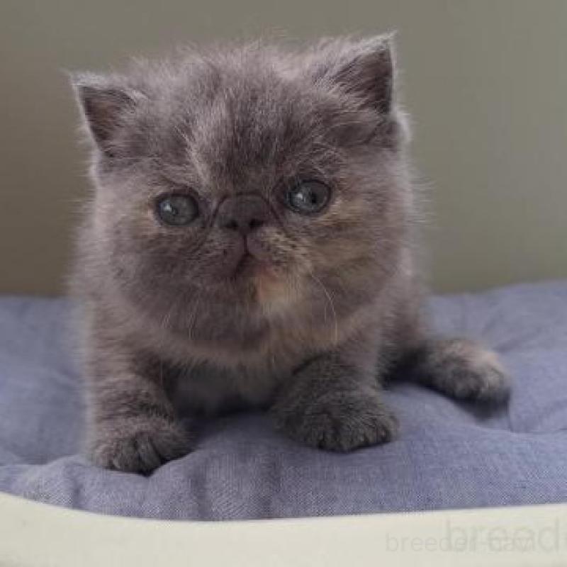 販売中の岐阜県のエキゾチックショートヘア-130471の1枚目