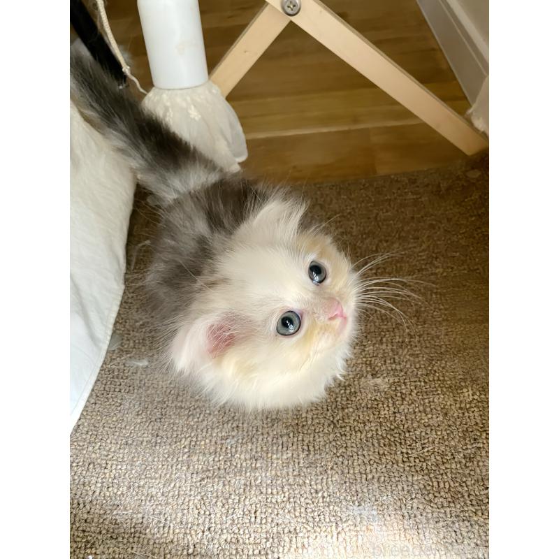 販売中の福岡県のミヌエット(短足)-130472の4枚目