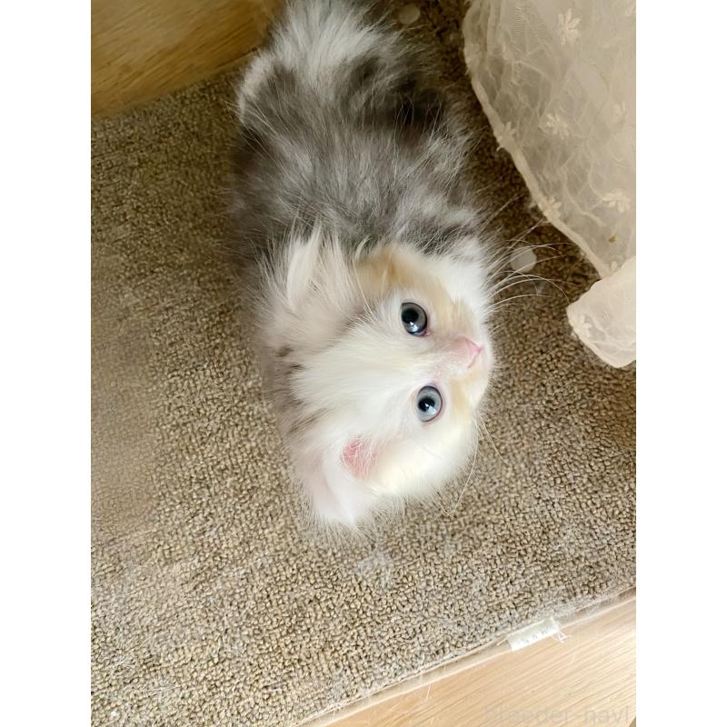 販売中の福岡県のミヌエット(短足)-130472の3枚目