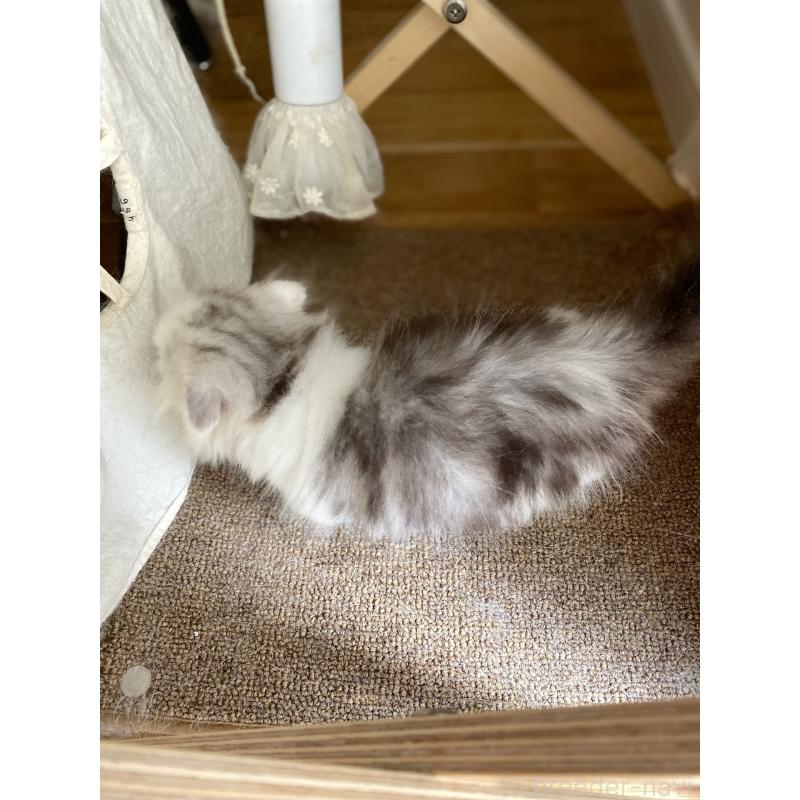 販売中の福岡県のミヌエット(短足)-130472の2枚目